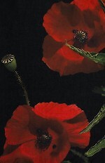 Szal Art Of Polo 25107 Lorie