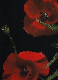 Szal Art Of Polo 25107 Lorie